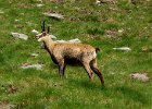 Alpes2013 (169) Arpette Chamois